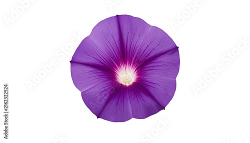 Purple Morning Glory Flower Isolated on Transparent Background, Detailed Botanical Floral Illustration with Delicate Petals for Nature, Gardening and Design