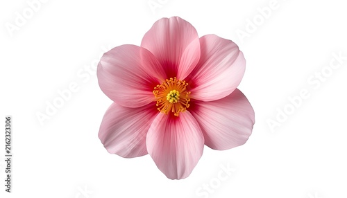 Photorealistic Flower Isolated on Transparent Background, High-Resolution Botanical PNG with Detailed Petals, Vibrant Natural Colors and Clean Studio Lighting