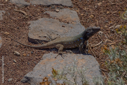 Lézard géant de Ténérife 