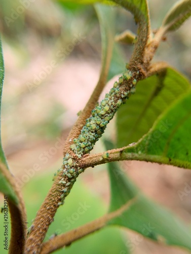 Photography Macro photography of a colony of green aphids infesting a plant stem