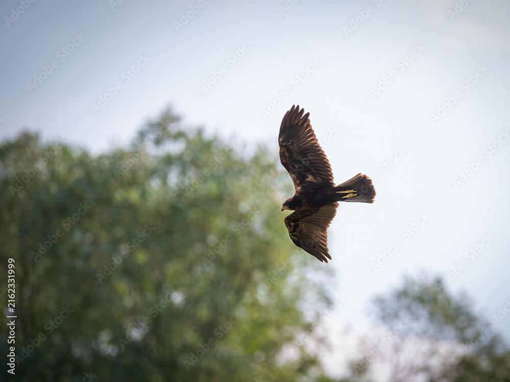 Fototapeta premium Marsh harrier in flight