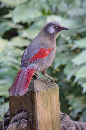 A vibrant red-faced liocichla, Liocichla phoenicea, with rich olive-brown plumage and distinct scarlet wing patches perches gracefully on a rustic wooden post.