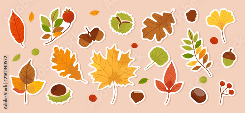 Autumn leaves stickers collection. Maple, oak, birch, ginkgo and botanical autumn foliage with acorns, chestnuts, nuts and berries. Flat vector set for stickers, greeting cards and autumn designs.