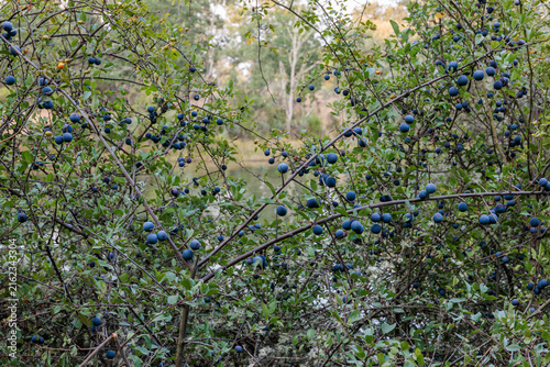 Prunus spinosa. Blackthorn, a shrub with its fruits, the sloes.