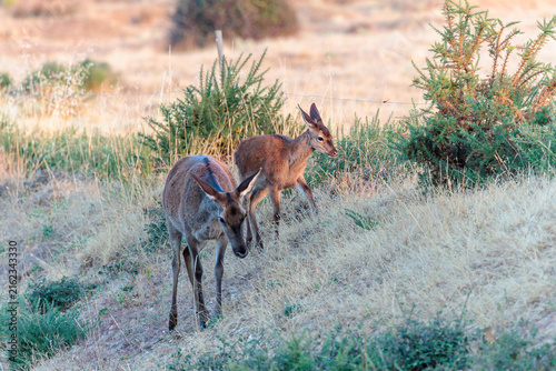Female and fawn of the common or European red deer. Cervus elaphus.