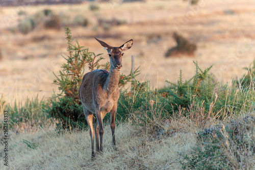 Cervus elaphus. Female red deer grazing at dawn.