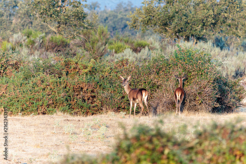 Cervus elaphus. Female and young male red deer feeding on a blackberry bush.
