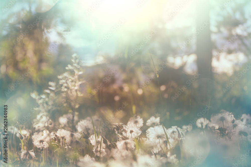 Fototapeta premium Sunny meadow