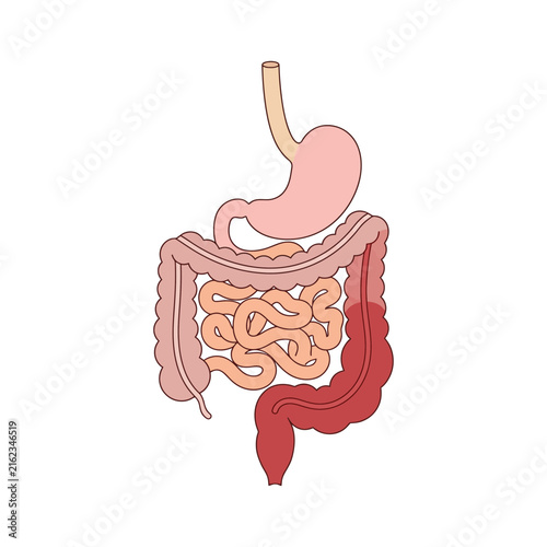 Anatomical illustration of the human digestive system with stomach and intestines in flat vector style
