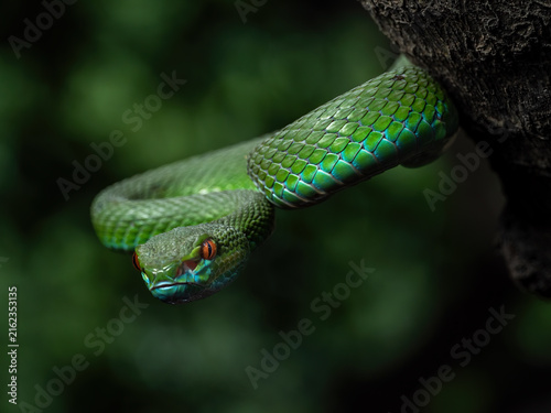 Cuadro en lienzo Pope's Pit Viper (Trimeresurus popeiorum) is a species of venomous pit viper native to India and Southeast Asia