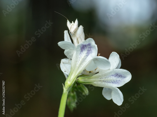 Exotic white orchid praying mantis (Hymenopus coronatus) on a white flower.