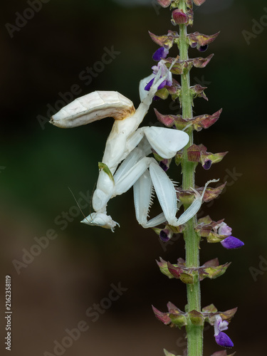 Exotic white orchid praying mantis (Hymenopus coronatus) on a white flower.