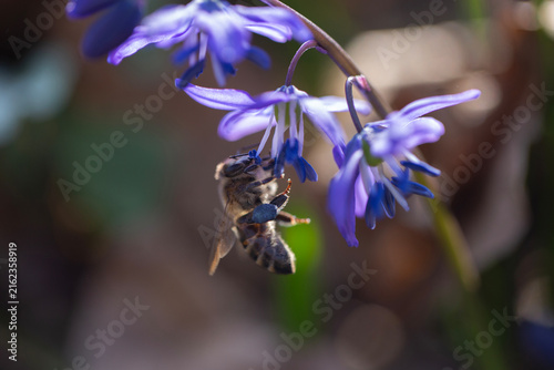 Honey Bee Collecting Pollen on Blue Siberian Squill Flower in Spring Macro