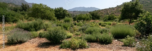 Climate resilient medicinal herb field, drought tolerant plants, mulch, rainwater conservation, regenerative farming, wide landscape