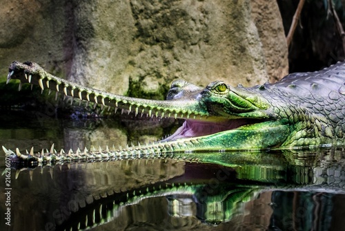 Sticker Gharial crocodile with a long toothed snout resting at the water surface, Prague