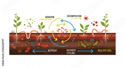Visualize healthy soil ecosystem with nutrient cycling, aeration, and decomposition for educational gardening resources and environmental campaigns