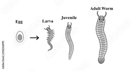 Detailed worm life cycle illustration showing egg, larva, juvenile, and adult worm stages for science education or biology study resources