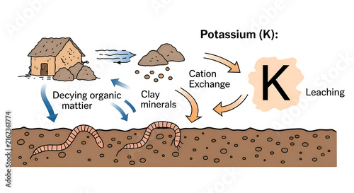 Potassium cycle diagram displaying organic matter decay, clay minerals, cation exchange, leaching, and worms in soil for educational science use