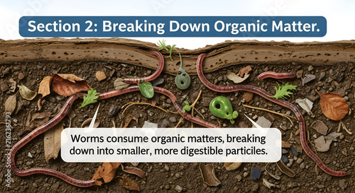 Discover how worms break down organic matter into digestible particles for a healthy ecosystem, enriching the soil and supporting plant life naturally