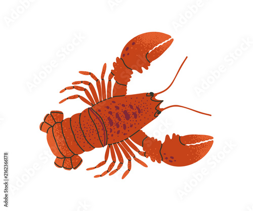 Cute red lobster hand drawn illustration for ocean, beach and coastal themes. Underwater sea animal with a playful flat design.