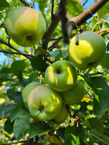 Konstfotografi Green apples ripen on the branches of an apple tree surrounded by lush green leaves in bright natural sunlight