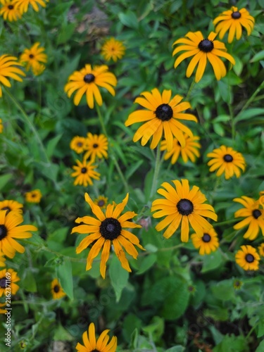Foto Bright yellow black-eyed Susan flowers bloom among lush green foliage in a colorful summer garden