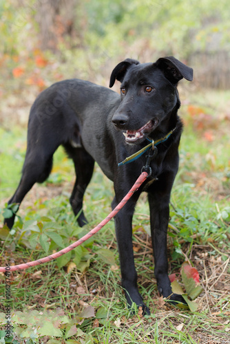Black dog on the walking