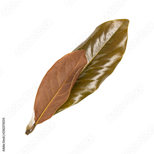 Magnolia Leaf Isolated Cutout