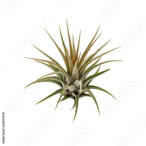 Air Plant Isolated Cutout