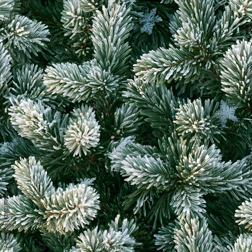 Frost lays on evergreen branches creating a winter pattern on foliage