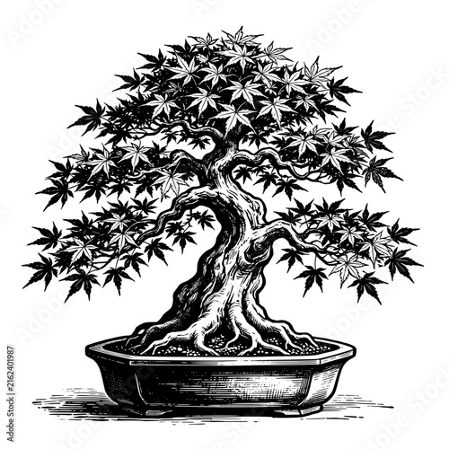 Maple bonsai tree featuring intricate branches and foliage  its massive trunk and spreading roots  Hand-drawn vintage engraving illustration