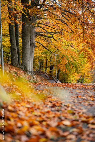 Scenic autumn landscape in Skåne, Sweden, surrounded by colorful trees and vibrant seasonal foliage. Warm golden and orange tones create a peaceful natural atmosphere