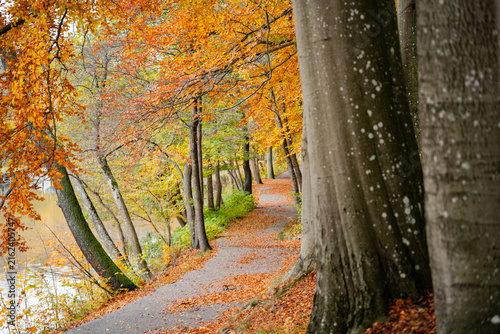 Scenic autumn landscape in Skåne, Sweden, surrounded by colorful trees and vibrant seasonal foliage. Warm golden and orange tones create a peaceful natural atmosphere