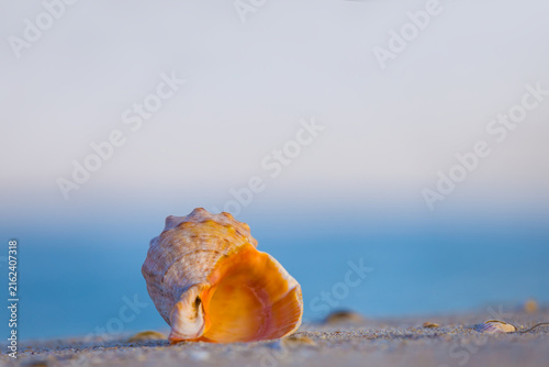 Fotografía closeup empty marine shell on the sandy sea beach