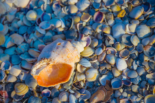 Fotografía empty marine shell on the  sea beach