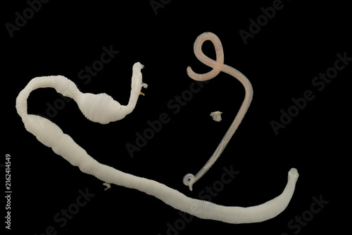Scientific collection of freshwater trematode parasites, including Clinostomum spp., Postorchigenes sp., and Thapariella sp. These parasitic flatworms have complex life cycles involving multiple hosts