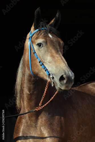 Canvastavla Sorrel Trakehner Horse with classic bridle in dark stable