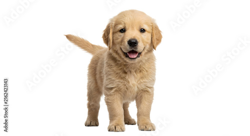 фотографія Cute golden retriever puppy standing with tail wagging on transparent background