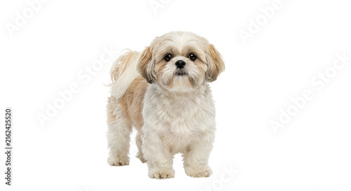 Konstfotografi Cute Shih Tzu standing looking at camera on transparent background