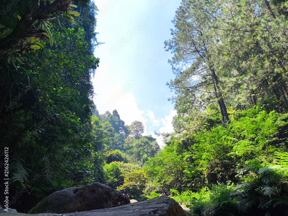 Fototapeta premium forest in the mountains