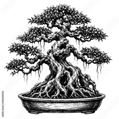 Ficus bonsai tree featuring intricate branches and foliage  its massive trunk and spreading roots  Hand-drawn vintage engraving illustration