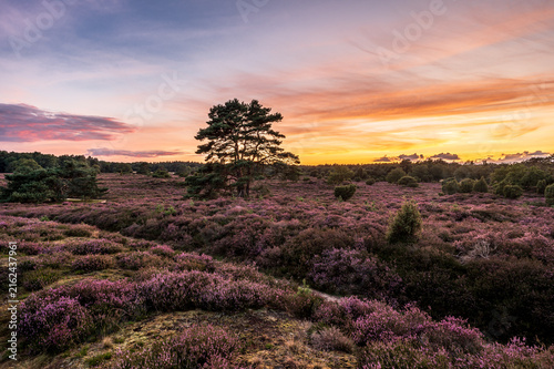 Dutch heathland landscape with blooming heather in the rural province of Drenthe - Global Geopark Hondsrug, The Netherlands.