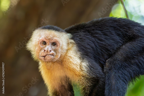 Fotografía White-faced capuchin monkey looking down while climbing on a tree trunk