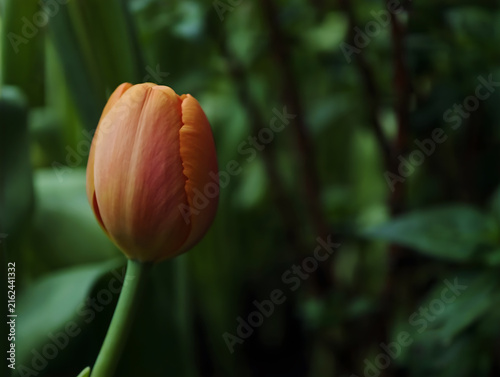 Macro tulip orange color on green background. tulips, flowers, petal, bloom, bloom, background, fresh, peace, outdoor, macro flower, beauty, vivid, wall art, fine art, vibrant, spring, color, bud