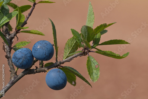 Schlehen/Prunus spinosa