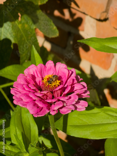 Bee on Pink Zinnia Flower - Close-Up Nature Photography