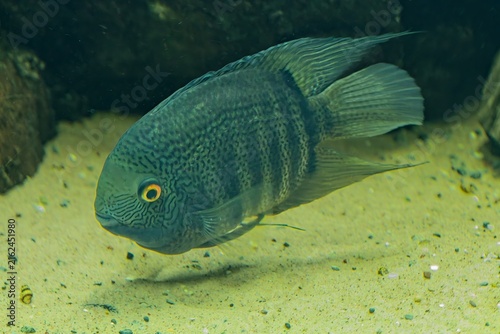 Obraz na plátne Bandid cichlid (Heros severus), this species is also commonly referred to as the striped cichlid, sedate cichlid, deacon, or convict fish, Korkeasaari Zoo, Helsinki, Finland, Europe