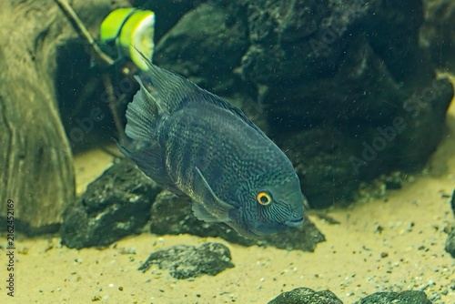 Obraz na plátne Bandid cichlid (Heros severus), this species is also commonly referred to as the striped cichlid, sedate cichlid, deacon, or convict fish, Korkeasaari Zoo, Helsinki, Finland, Europe