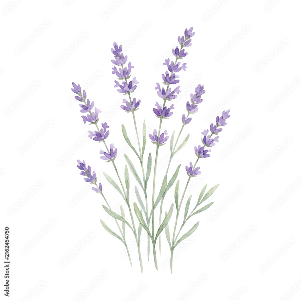Obraz premium Purple Lavender Botanical Watercolor Flower Illustration 3