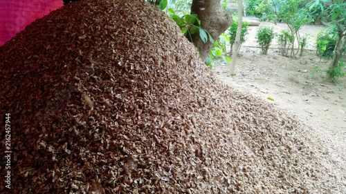 Pile of crushed peanut shells. Machine throws out waste after cleaning food product. Automated harvest processing before sale